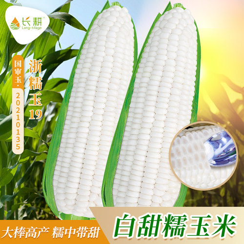 白糯玉米种子甜糯高产耐旱四季播