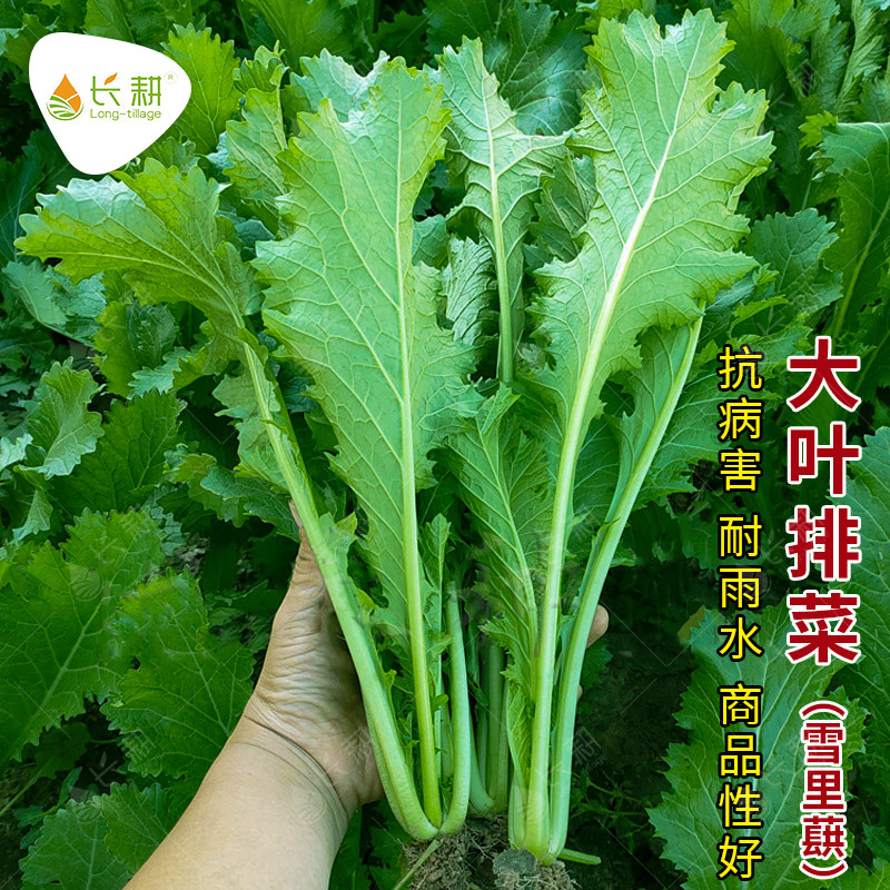 农家雪菜种子小叶梅菜青菜种春季四季蔬菜种孑大叶雪里蕻红菜种籽