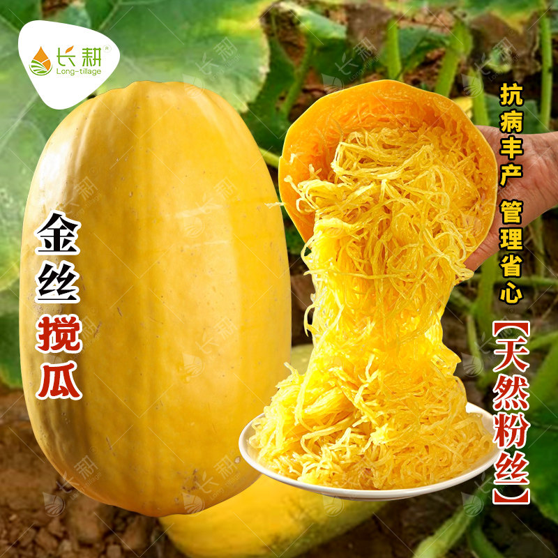 金丝绞瓜种子天然粉丝南瓜种籽黄金瓜种四季阳台金丝搅瓜蔬菜种孑