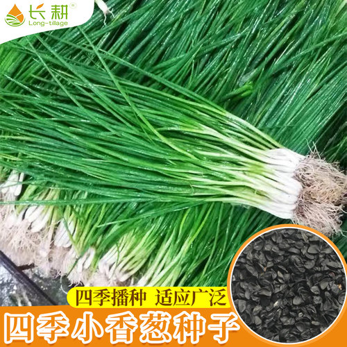 山东四季小香葱种子蔬菜大全阳台
