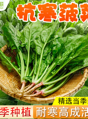 秋播菠菜种籽农家小叶菠菜籽种苗夏冬四季盆栽青菜种孑耐寒耐热子