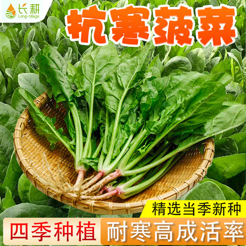 菠菜种籽农家秋季耐热盆栽