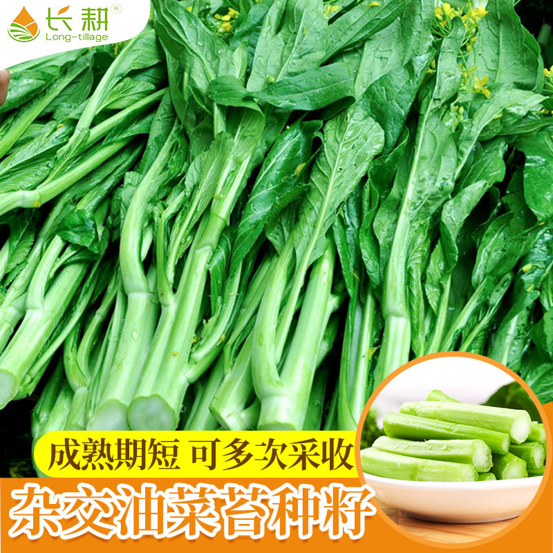 油菜苔种籽菜苔种子菜心抗寒抗病高产春秋季四季阳台盆栽蔬菜种孑