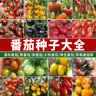 瀑布番茄种子小番茄盆秧苗栽普罗旺斯大粉西红柿矮生番茄种孑大全