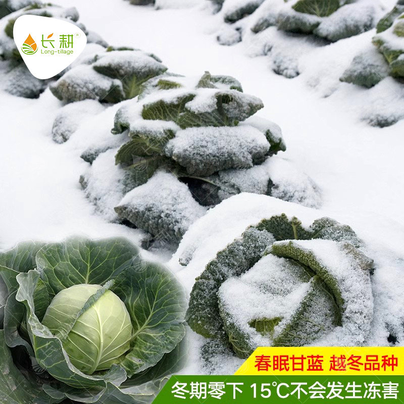 越冬春眠甘蓝种籽子大头包菜苗卷心菜孑冬季耐寒高产耐低温-16℃