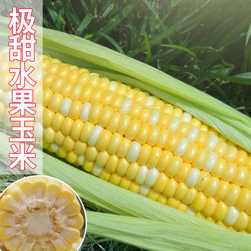 农家双色超甜水果玉米高产种子