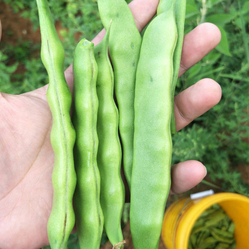 蔬菜四季不搭架大全早熟东北豆角