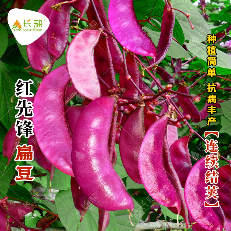 红先锋扁豆种子摘不败眉豆种籽春秋四季阳台盆栽紫红豆角蔬菜种孑