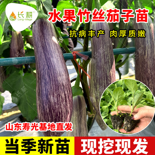 水果竹丝茄子种苗高产金丝茄子种籽苗秧春夏秋四季彩茄蔬菜种孑苗