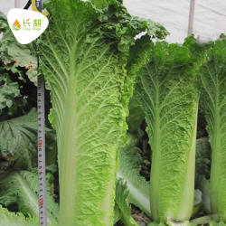 津双大白菜种子天津青麻叶青口白菜种籽苗秋春季农家大田蔬菜种孑