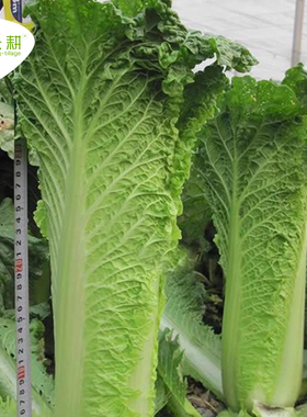 津双大白菜种子天津青麻叶青口白菜种籽苗秋春季农家大田蔬菜种孑