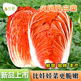 火凤凰黄心大白菜种子红心白菜种籽春秋四季阳台盆栽大田蔬菜种孑