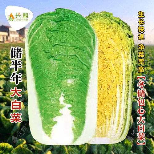 储半年冬储东北大白菜籽种秋播白菜种子春耐储存北方酸菜蔬菜种孑