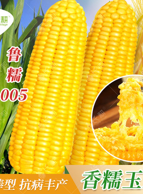 鲁糯005黄糯玉米种子国审纯糯大棒高产鲜食玉米种籽春秋四季种孑