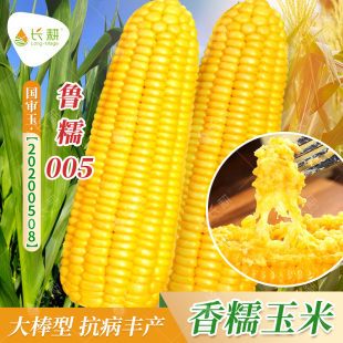 鲁糯005黄糯玉米种子国审纯糯大棒高产鲜食玉米种籽春秋四季种孑