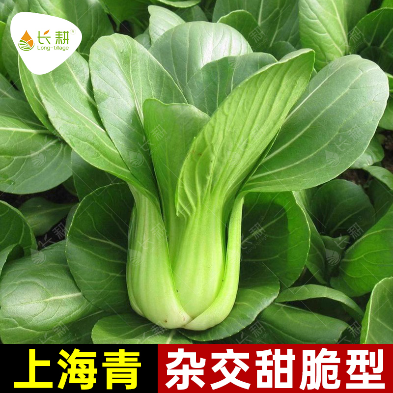 上海青种子四季抗寒耐热油菜种子