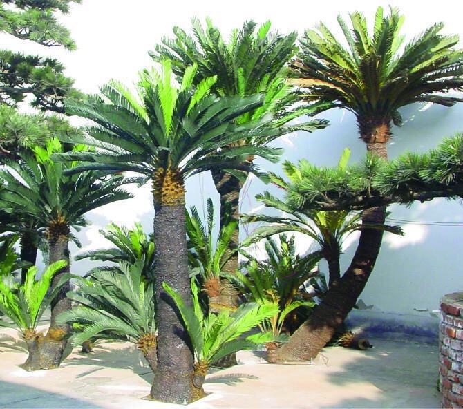 广州工艺公司仿真植物假苏铁树仿真苏铁铁树盆栽室内外仿真树