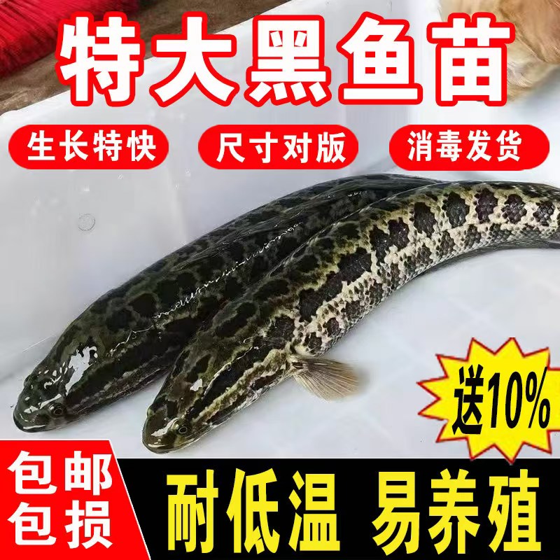 特大黑鱼苗耐低温易养包邮包损