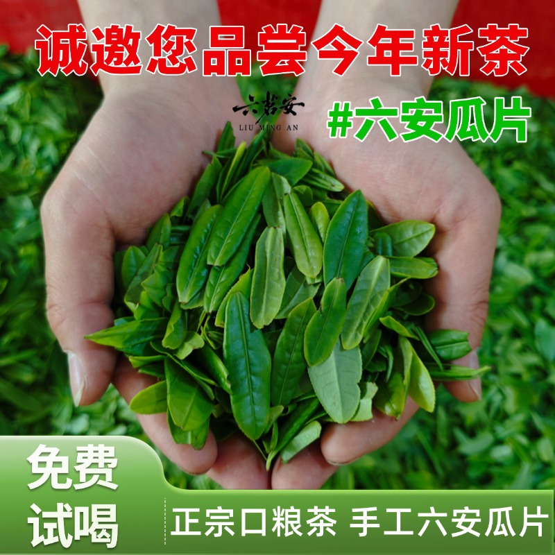 2025新茶大众口粮茶手工六安瓜片茶叶新鲜采摘安徽特产绿茶250g