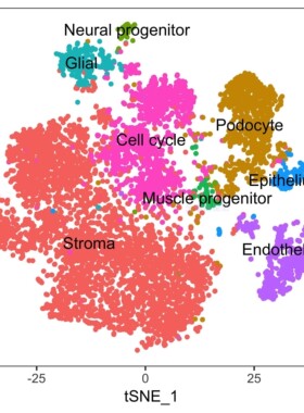 10x单细胞测序数据基础分析cellranger 空间转录组atac流程代跑