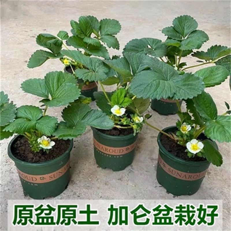 奶油草莓苗南北方室内室外