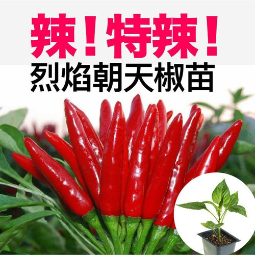 烈焰朝天椒特辣四季阳台小米辣带原土发货小辣椒超辣辣椒苗指天椒