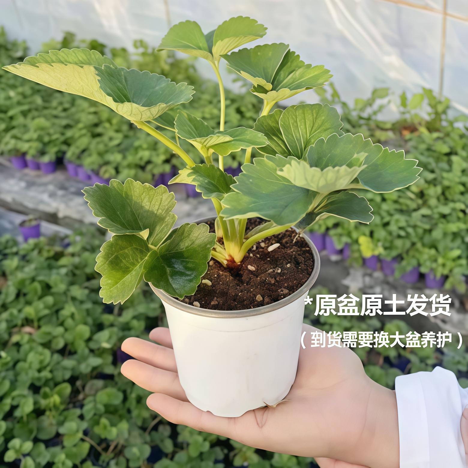 四季草莓苗双色杯苗耐寒抗冻