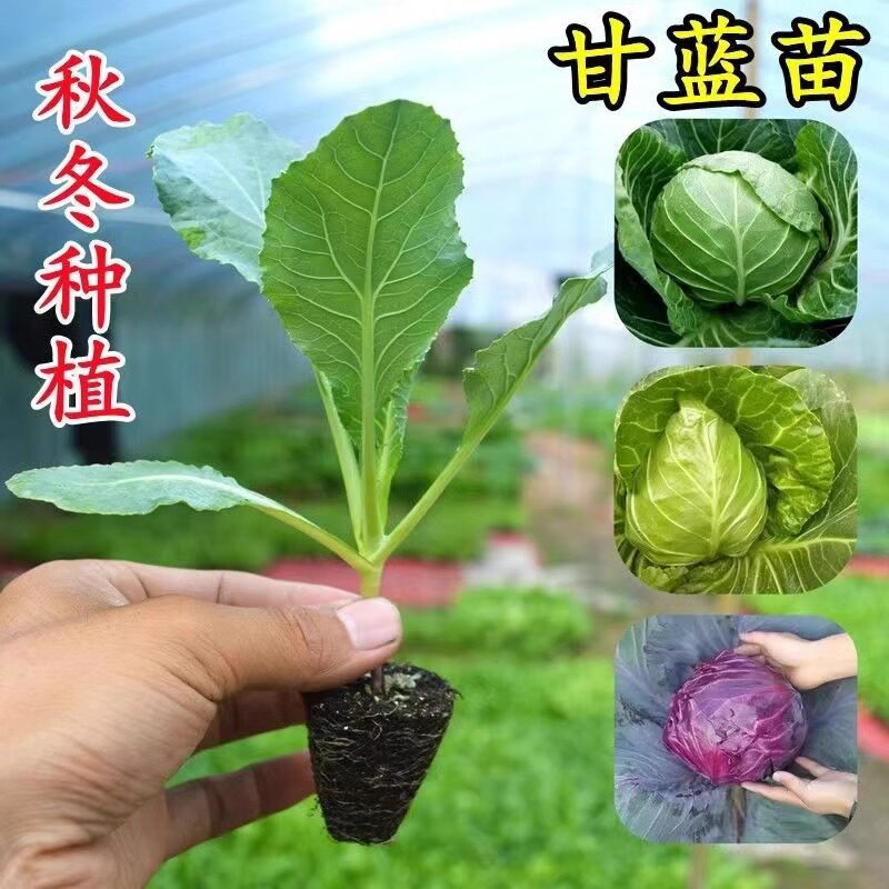 甘蓝苗包菜苗卷心菜苗小包菜薄皮脆甜圆白菜大头包心菜耐寒秧苗