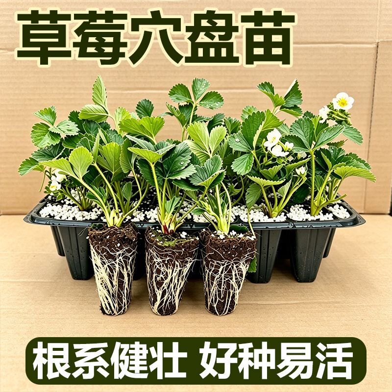 草莓苗新苗阳台庭院盆栽草莓盆栽