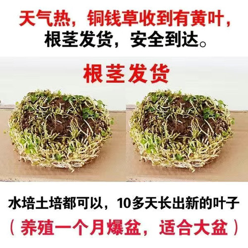 铜钱草水培盆栽水培植物办公室绿植金钱草桌面花卉水养室内招财宝