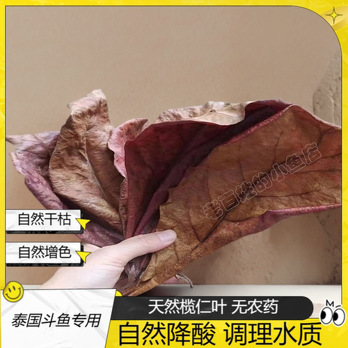榄仁叶降酸调节水质稳定水质