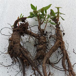 野生栌兰根,又名土人参、土洋参、高丽参、假人参、飞来参、瓦参