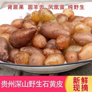 贵州石黄皮化狗儿肾厥果凤凰蛋地枇杷新鲜中药材现摘现发煲汤泡酒