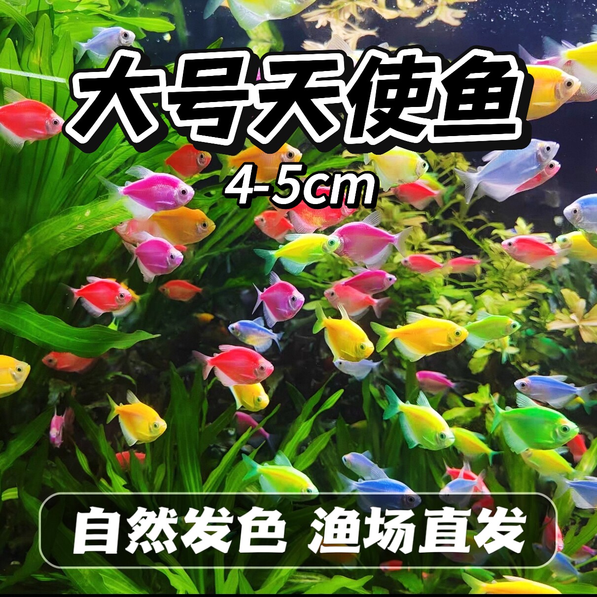 4-5cm天使鱼糖果多彩观赏鱼大号群游活体热带鱼小型淡水好养七彩