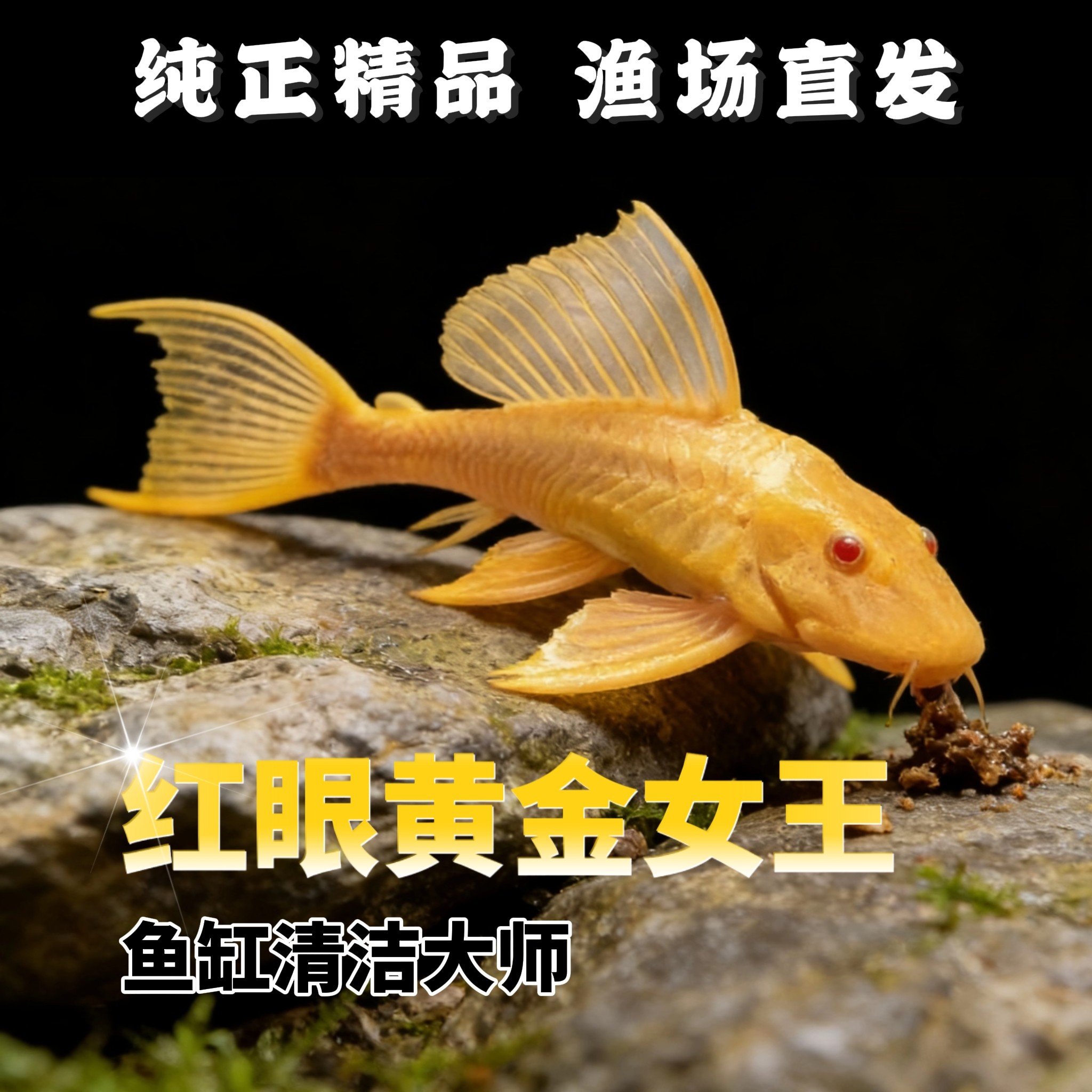 黄金女王清道夫鱼热带包损包邮