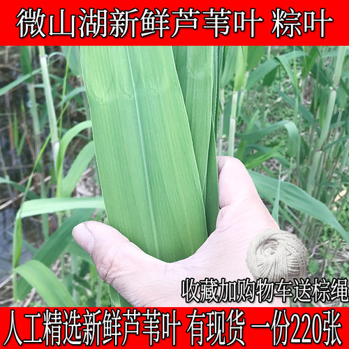 山东新鲜芦苇叶现摘粽叶