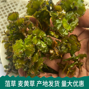 菹草麦黄草种子石芽种籽虾草小龙虾养殖耐低温水草沉水植物