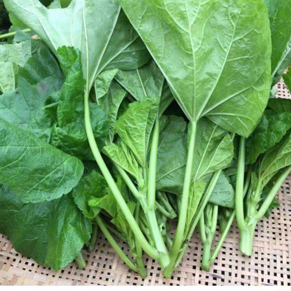 四川农家菜新鲜冬寒菜冬葵菜马蹄菜3斤自种马蹄菜蔬菜叶野菜包邮