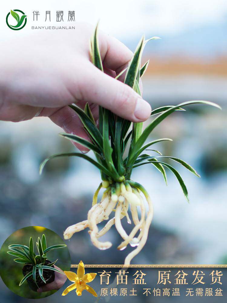 兰花矮种盆栽植物名贵品种兰草花花卉神童冠金边兰花苗带花苞盆景