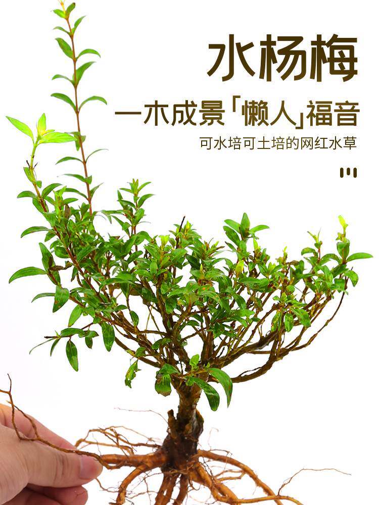 原生缸小微型盆栽活体水杨梅鱼缸造景水陆缸水上植物水草培根老桩