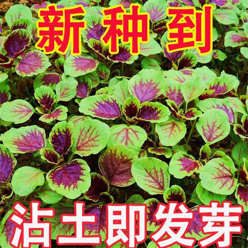 【今年新种】红苋菜种子汉菜籽四季蔬菜红圆叶苋菜柳叶盆栽菜种子