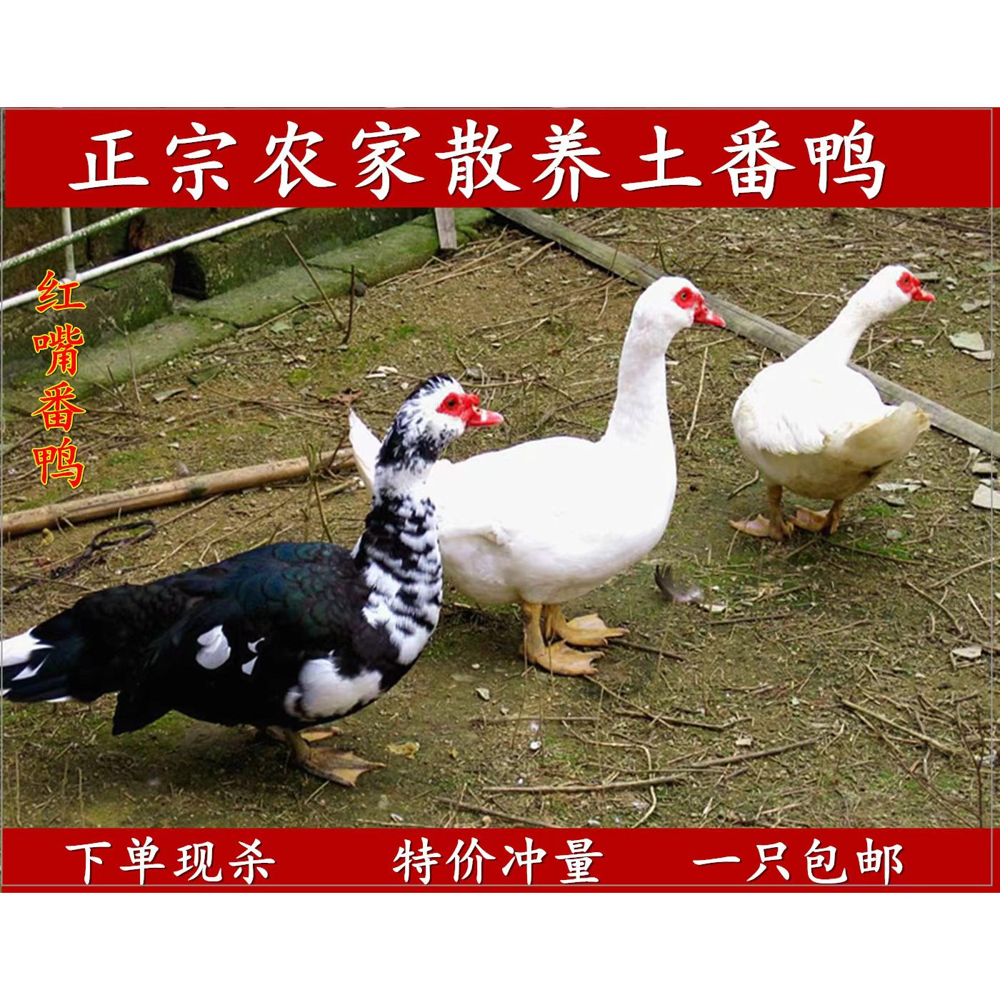 6斤农家红脸白番鸭散养土鸭子清水飞鸭洋鸭老红头番鸭成年鸭种鸭