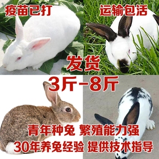 小兔子活物大体兔子大兔子成年种兔大型肉兔繁殖家养兔多品种可挑