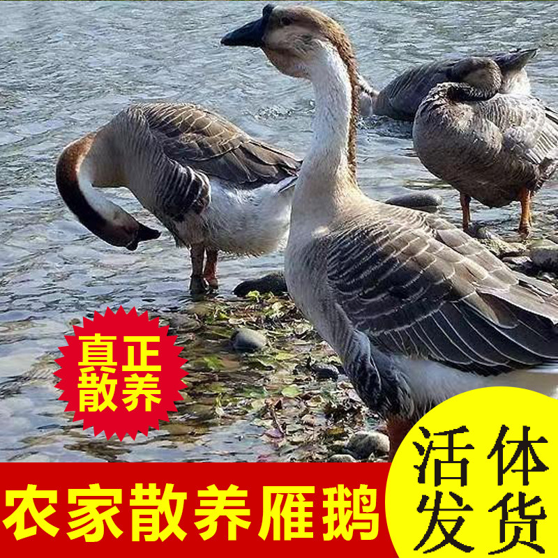 散养雁鹅自家散养杂交灰雁成年朗德鹅老雁鹅灰鹅成年灰鹅马岗鹅