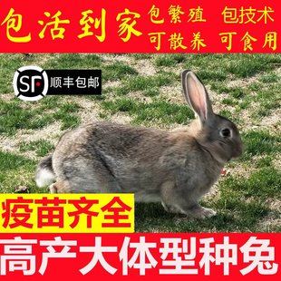 纯种家养肉兔子活物大型成年种兔可食用比利时活体可繁殖种兔活物