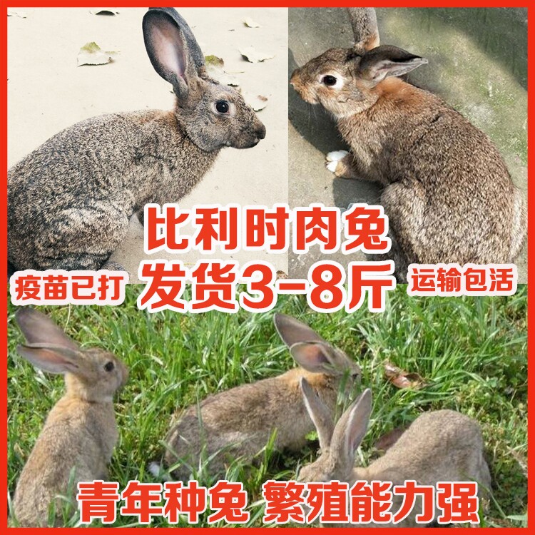 兔子活体大型肉兔繁殖种兔兔子活兔