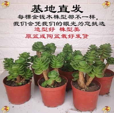 绿竹多肉绿植室内净化空气盆栽肉肉植物阳台盆栽摆件