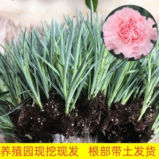 康乃馨盆栽花苗云南基地直发四季 开花绿植花卉庭院阳台大花重瓣