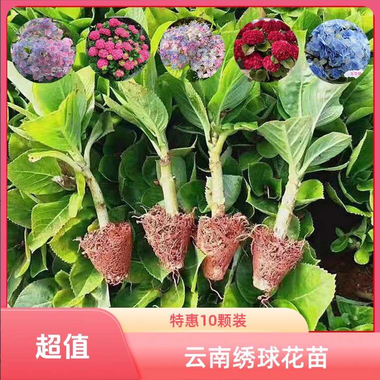 云南绣球花苗基地阳台庭院无尽夏八仙花盆栽地栽耐寒原土发货