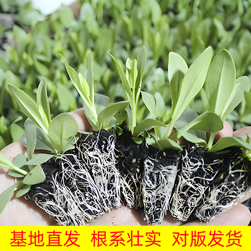 洋桔梗花苗进口重瓣多季节开冰淇淋流星雨品种齐全多年生草本花苗